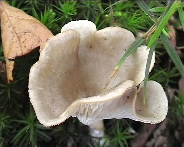 Clitocybe phaeophthalma var. gibboides (Raithelh.) Bon